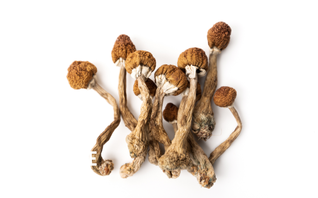 Discover the Immune-Boosting Benefits of Mushrooms and How to Use Them in Your Daily Routine